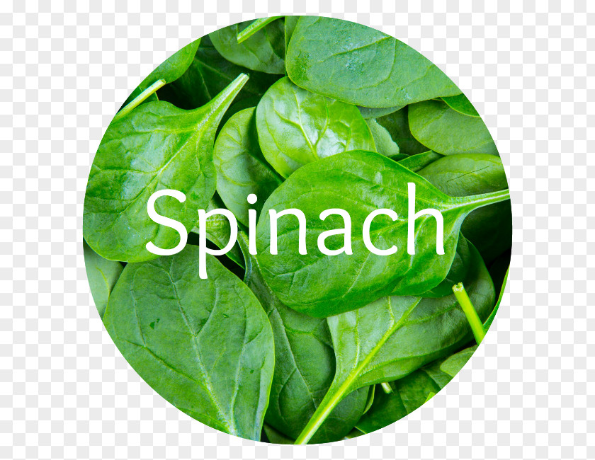 Leaf Vegetarian Cuisine Palak Paneer Spinach Vegetable PNG
