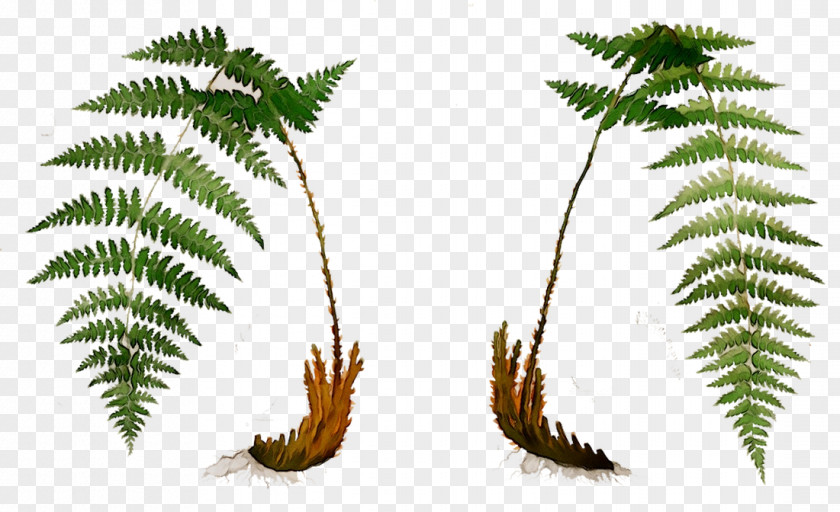 Palm Trees Fern Leaf Plant Stem Terrestrial PNG