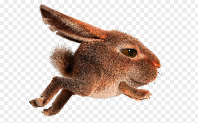 Rabbit Domestic Hare Easter Bunny PNG