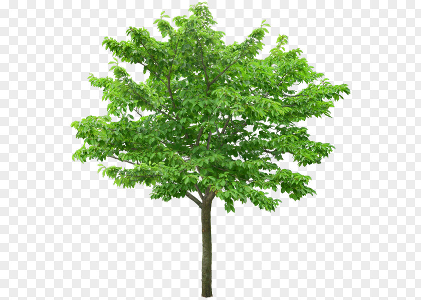 Tree Stock Photography Royalty-free Clip Art PNG