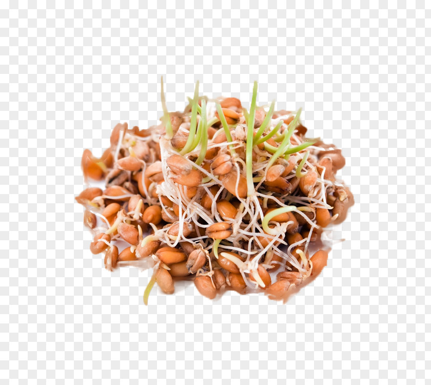 Wheat Sprouting Sprouted Bread Food Gluten-free Diet PNG