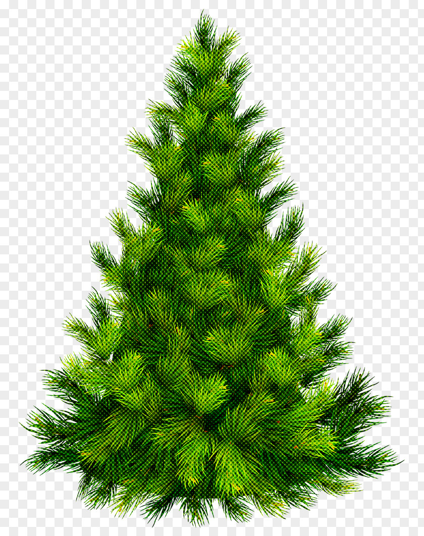 Christmas Tree PNG