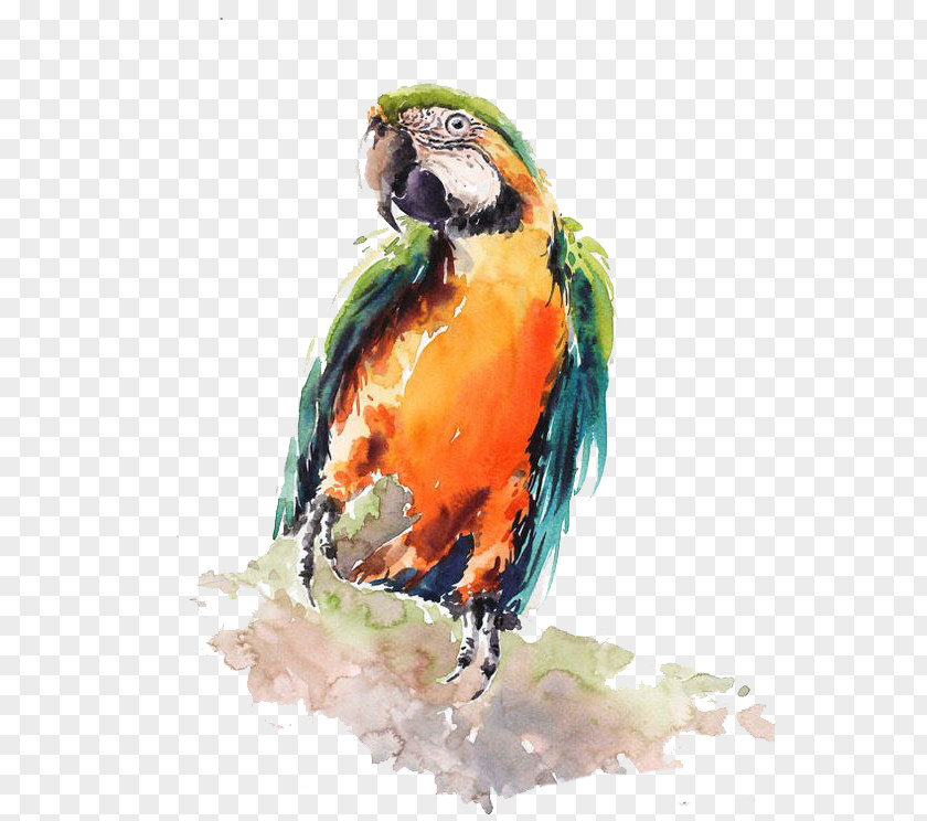 Parrot Bird Watercolor Painting Drawing PNG