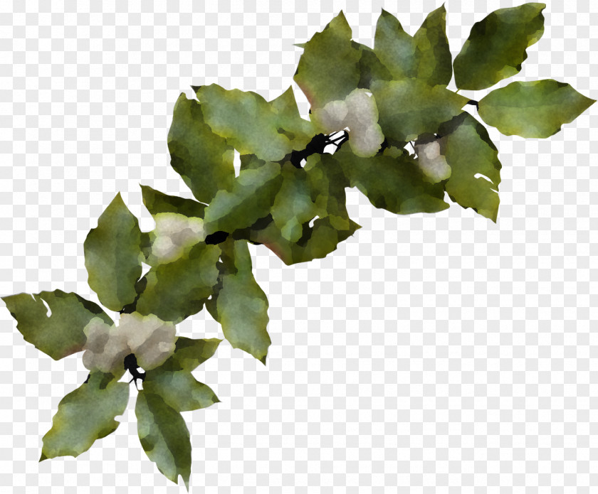 Christmas Holly Ilex PNG