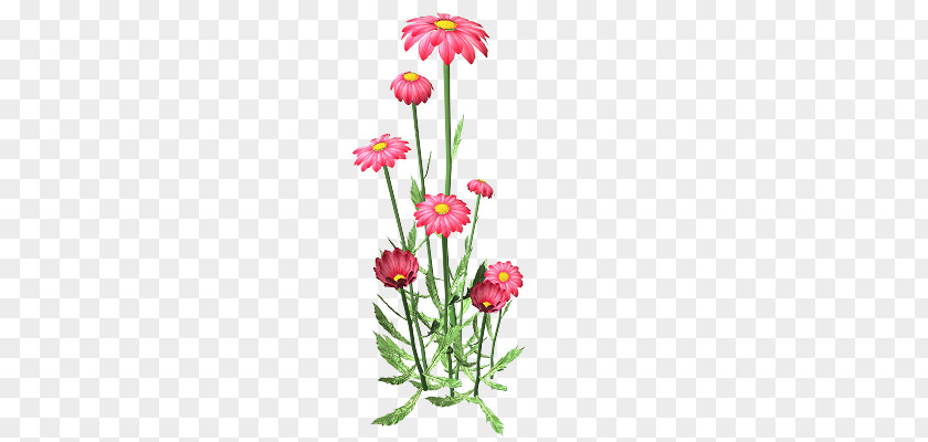 Chrysanthemum Drawing Animaatio PNG
