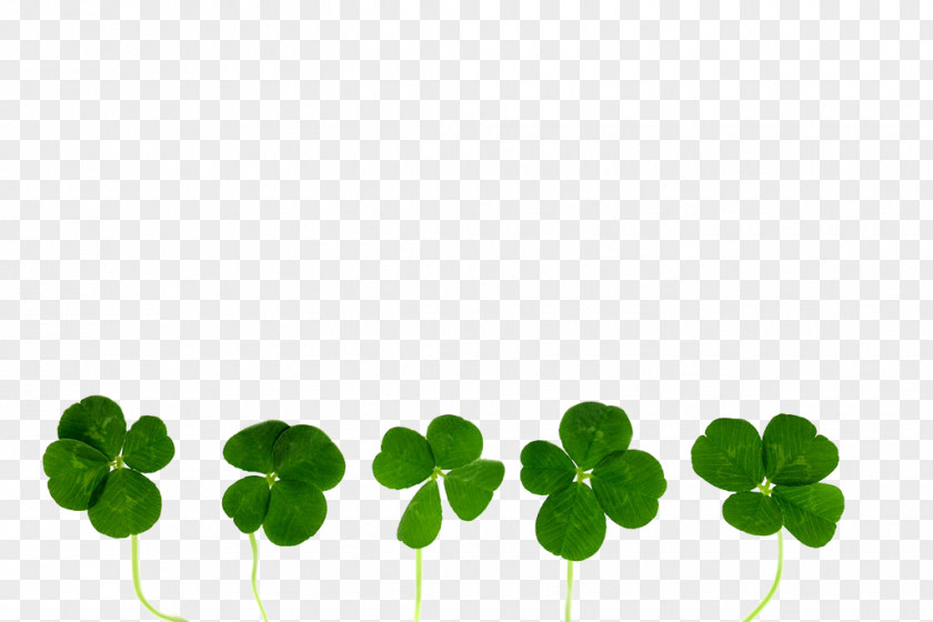 Clover Free To Pull The Material Four-leaf Stock Photography Oxalis Tetraphylla PNG