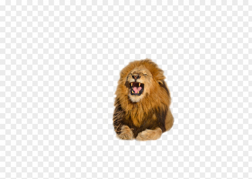 Download Free High Quality Lion Transparent Images Roar Clip Art PNG