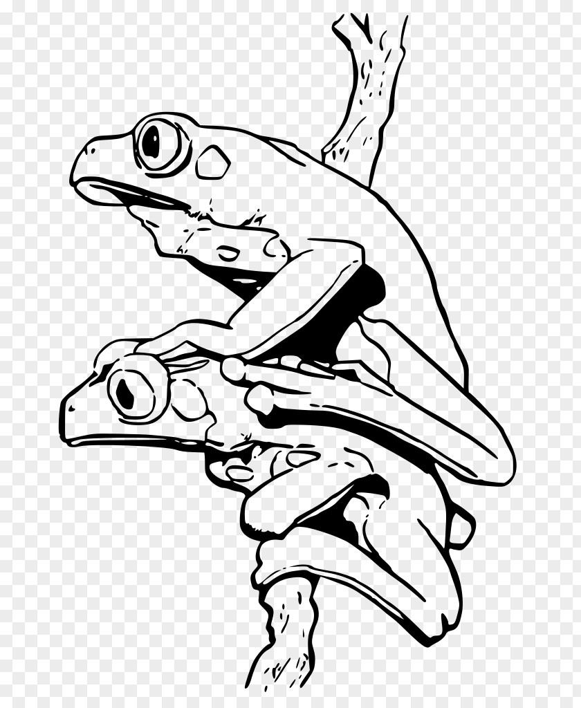 Frog Blue Poison Dart Coloring Book Strawberry Poison-dart Phyllobates PNG
