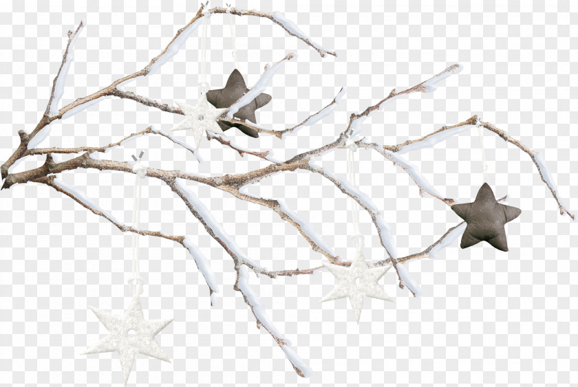 Snow Branch Twig Snowflake PNG