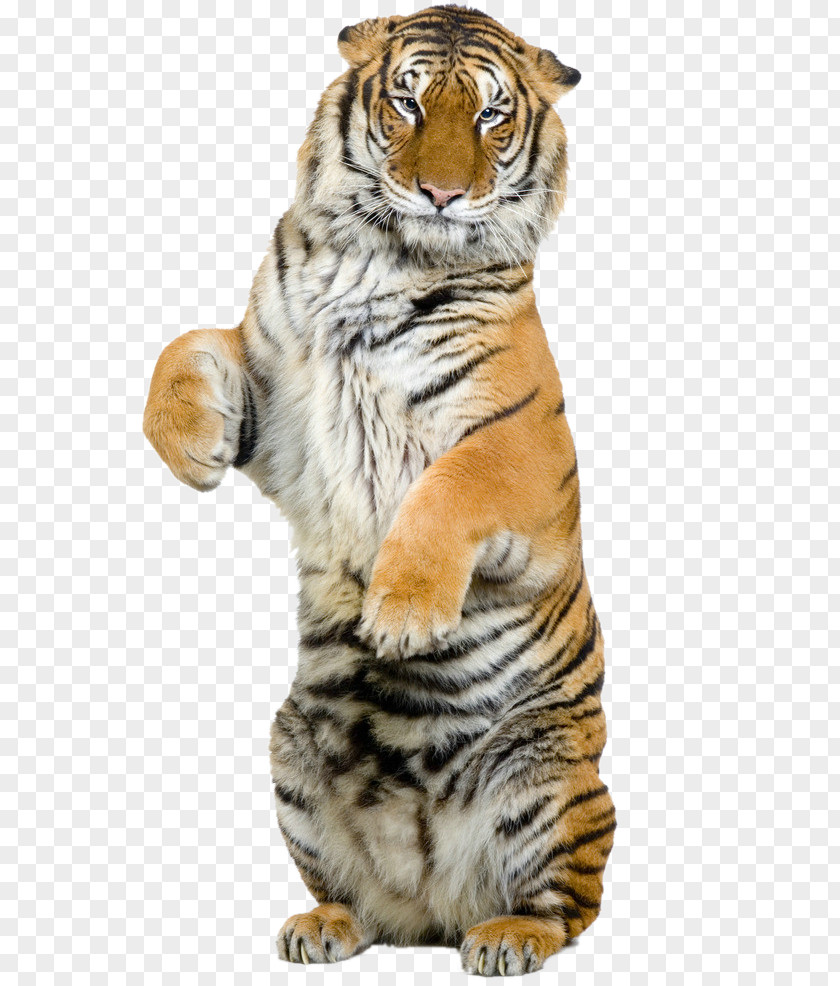 Tiger Lion Bengal Siberian Felidae Stock Photography PNG