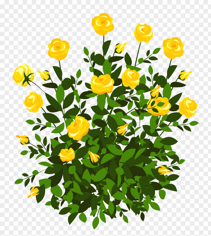 Yellow Rose Bush Clipart Picture Shrub Flower Clip Art PNG