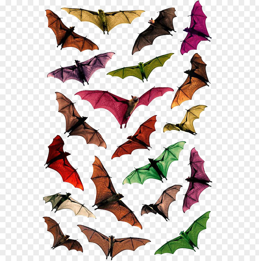 Colored Bat Megabat Flying Foxes Stock Photography PNG