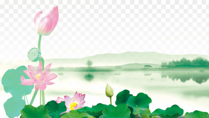 Lotus Pond Nelumbo Nucifera Leaf Download PNG