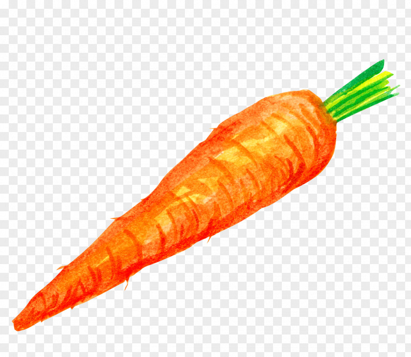 A Carrot Cake Vegetable Illustration PNG