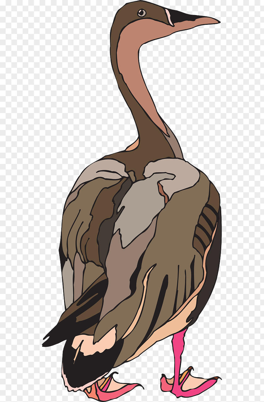 Brown Duck Bird Pelican Goose PNG