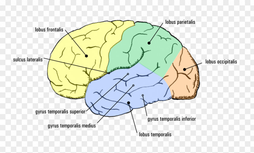 Each Child In The Text Temporal Lobe Epilepsy Cerebral Cortex Agy PNG