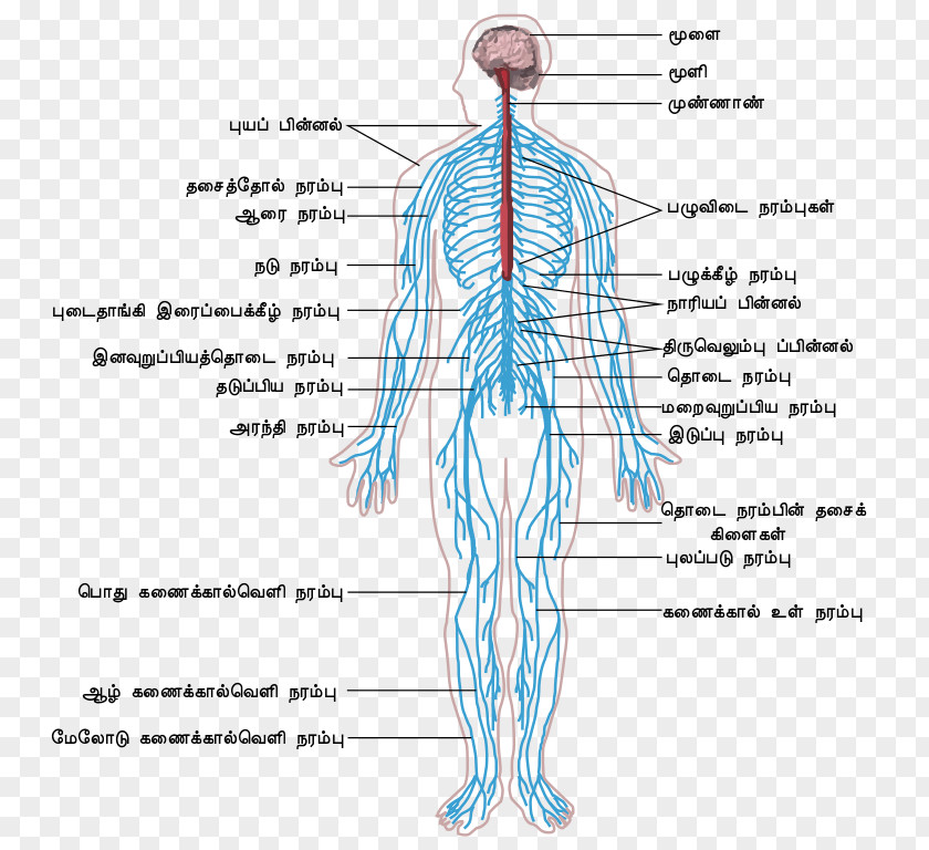 Nervous System Peripheral Central Human Body Outline Of The PNG