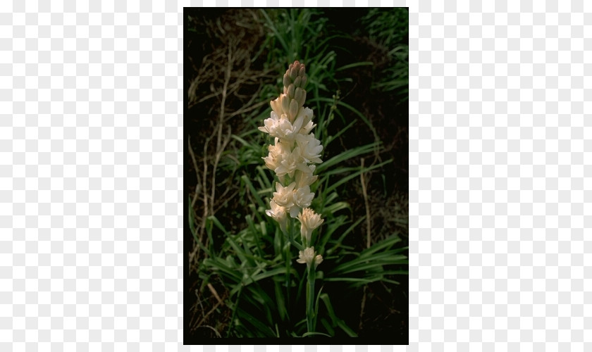 Orobanche PNG