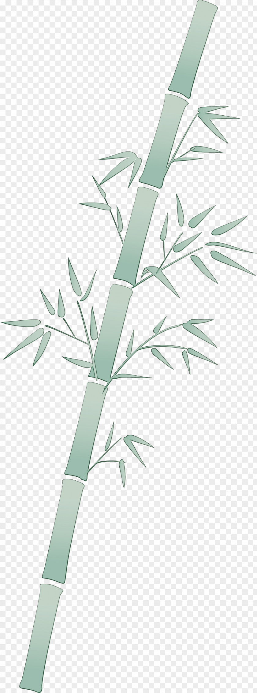 Branch Leaf Plant Tree Bamboo PNG