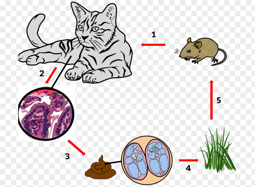 Cat Whiskers Toxoplasmosis Disease Toxoplasma Gondii PNG
