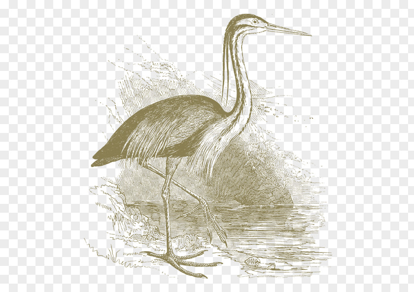 Crane Egret Heron Bird Beak PNG