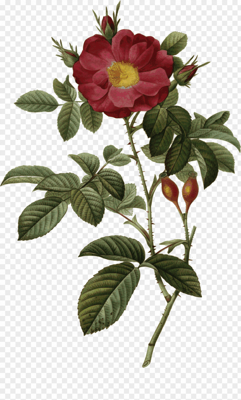 Damascena The Most Beautiful Flowers Redoute Roses Choix Des Plus Belles Fleurs Cabbage Rose Botanical Illustration PNG