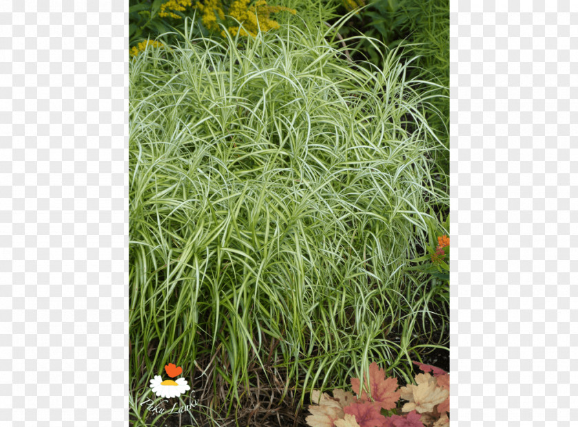 Grasses Herb Shrub PNG