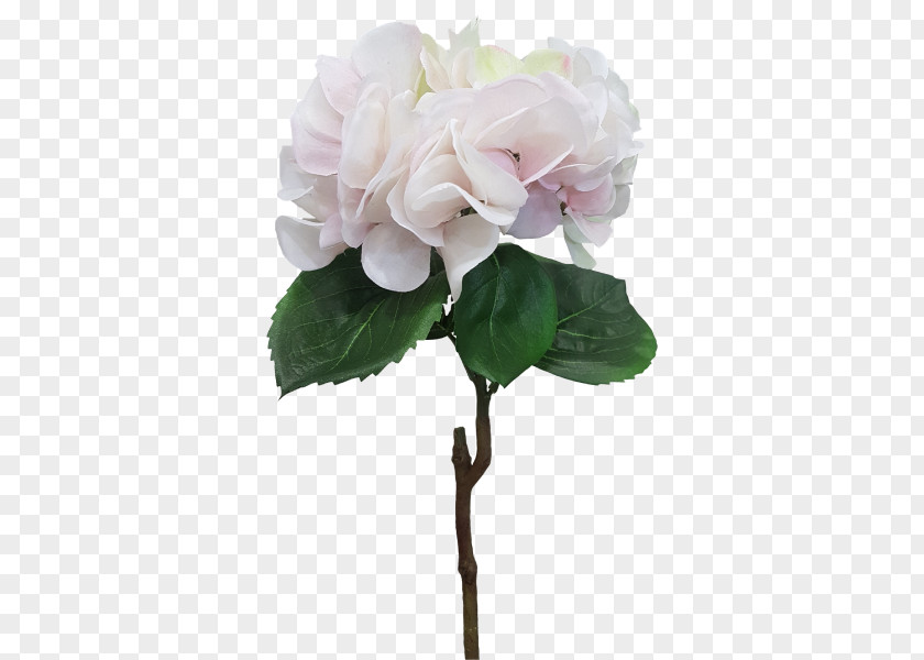 Hydrangea Cut Flowers Floral Design Plant Centifolia Roses PNG