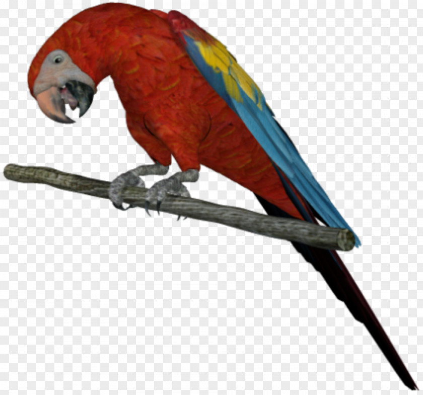 Bird Budgerigar Beak Parakeet PNG