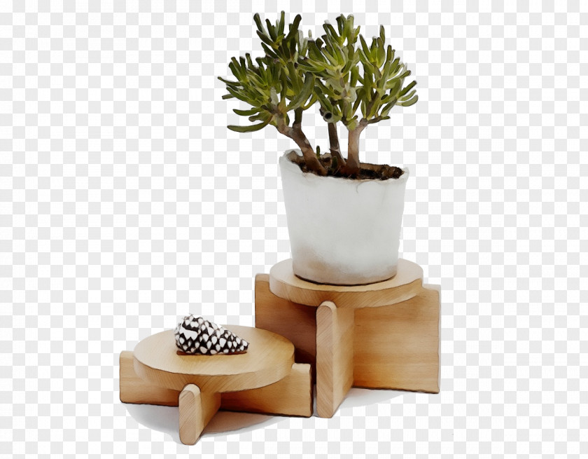 Echeveria Vase Cactus PNG