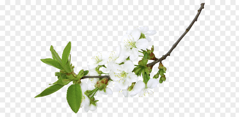 Flower Branch Blossom Clip Art PNG