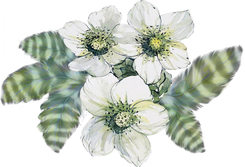 Flower Cut Flowers White Yellow PNG