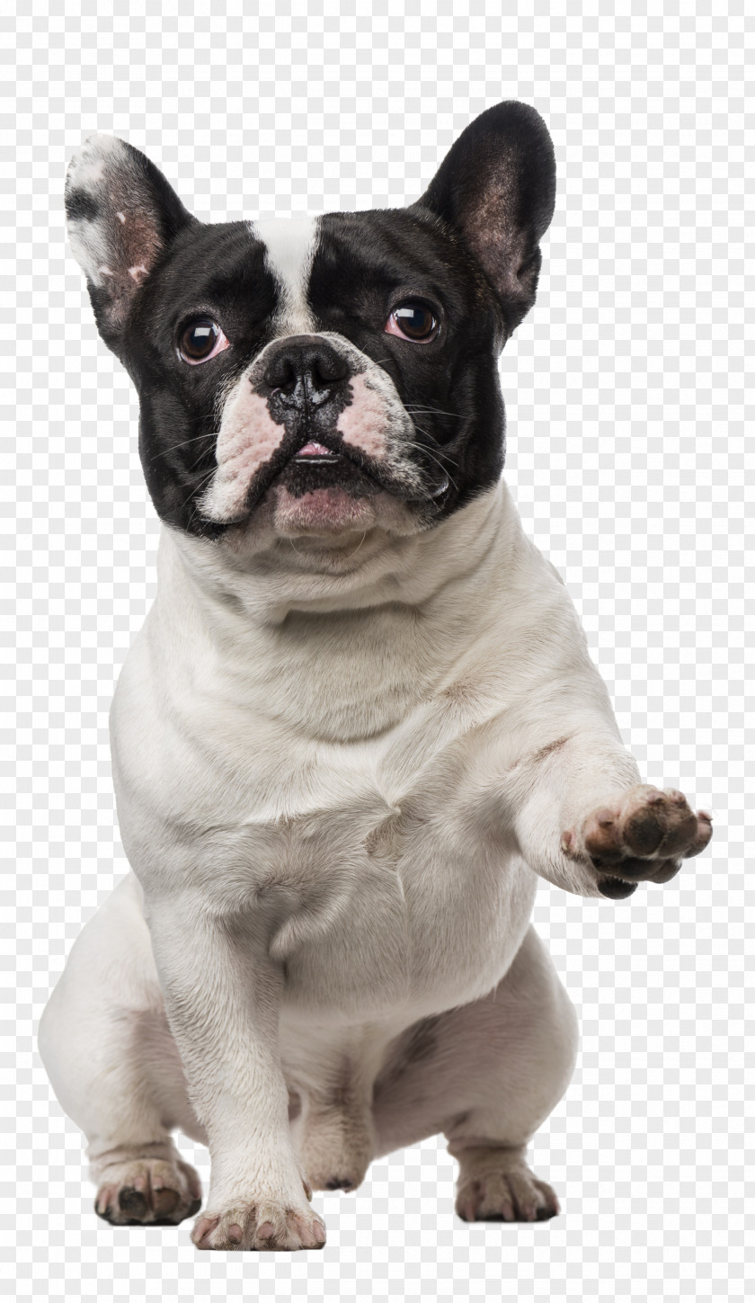 French Bulldog PNG