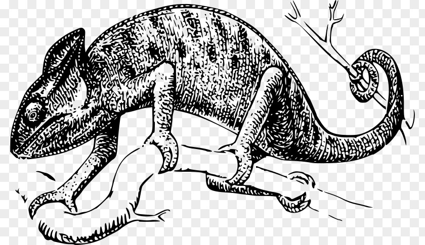 Lizard Chameleons Reptile Drawing Clip Art PNG
