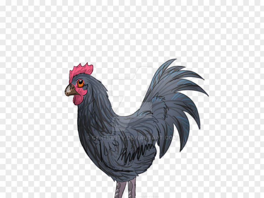 Rooster Chicken Bird Phasianidae Fowl Poultry PNG