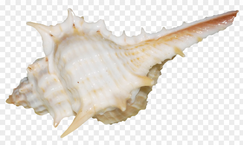 Seashell Blog Diary LiveInternet Goldsmithing PNG