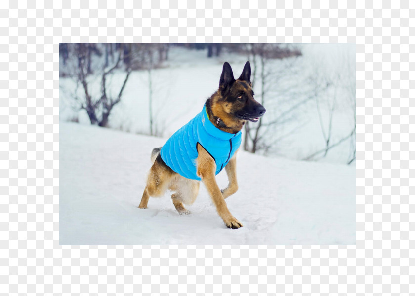 Shepard Dog Breed German Shepherd Group (dog) Clothes Pet PNG