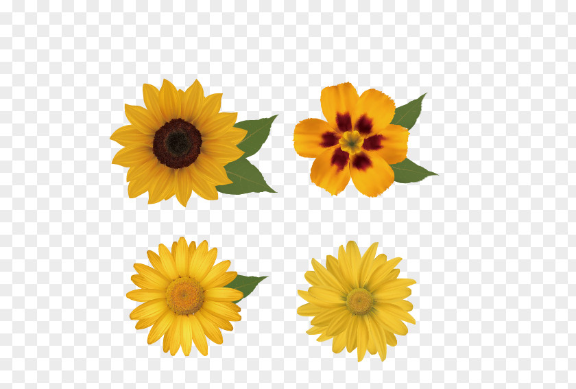 Sunflower Flower Floral Design Royalty-free Clip Art PNG
