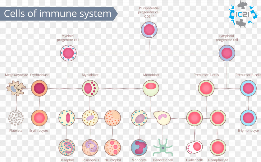 Unhealthy Immune System White Blood Cell Immunity Human Body PNG