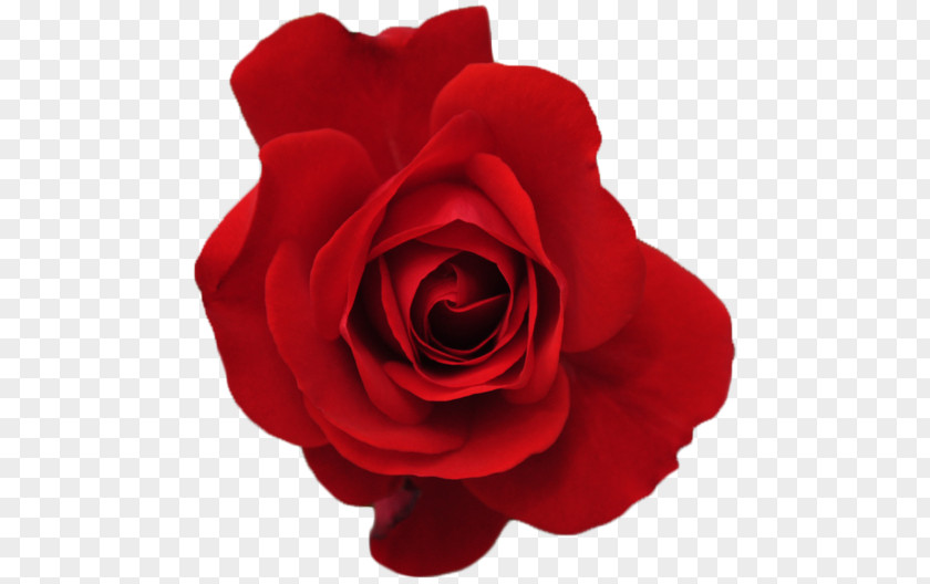 Fresh Bloom Rose Red Flower PNG