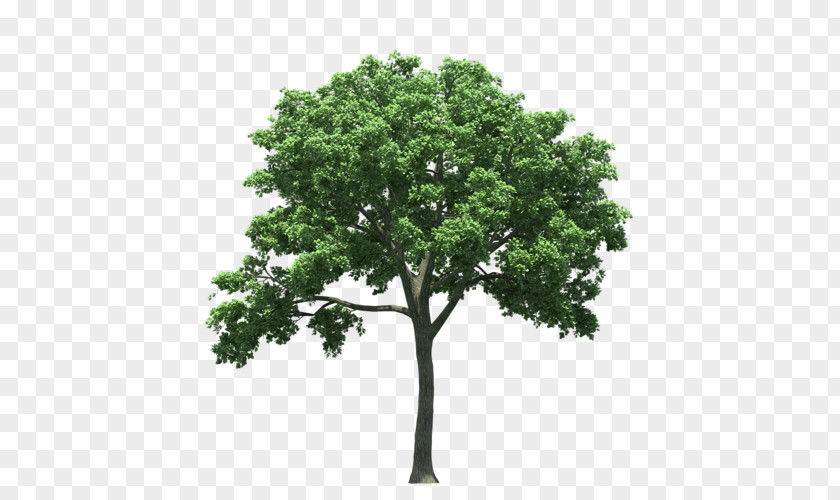 Tree American Elm Cedar Quercus Polymorpha Maple PNG