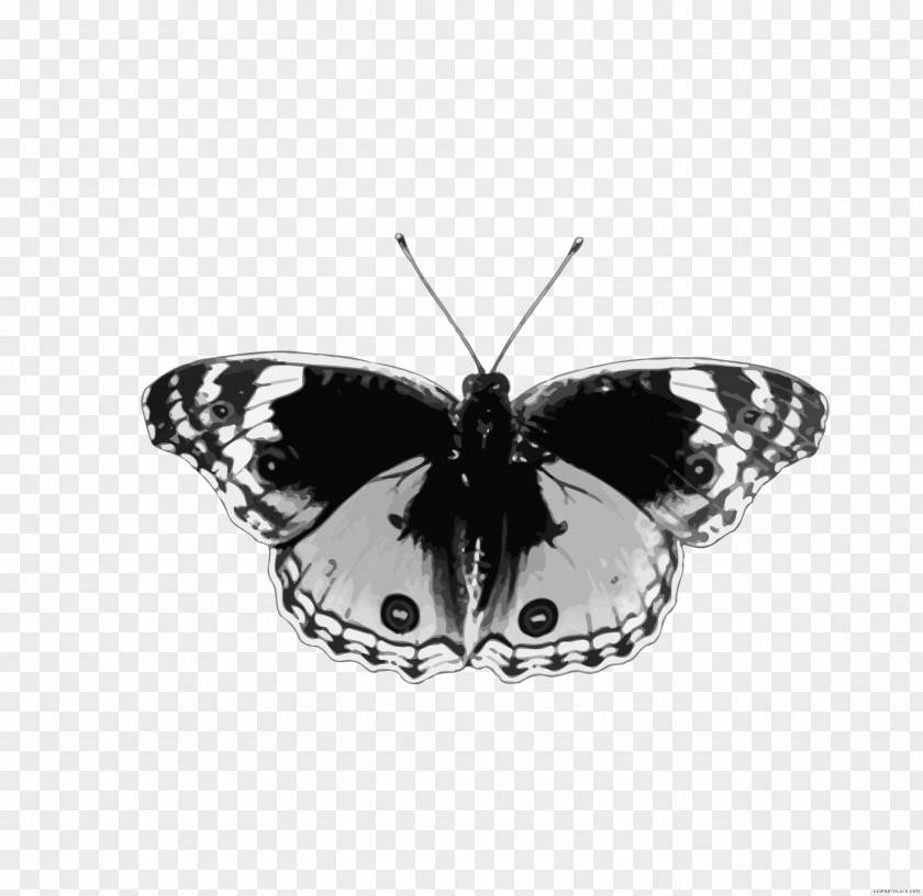 Butterfly Brush-footed Butterflies And Bullets: Poetry, Essays Musings Insect PNG