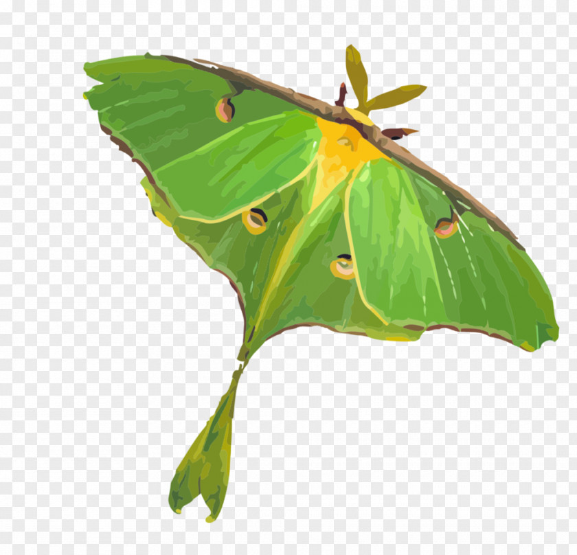 Clouded Yellows Luna Moth Dominus Maris Music Productions Brush-footed Butterflies PNG