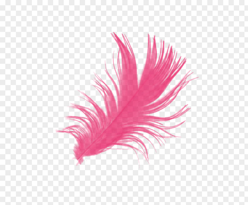 Colored Feathers Feather Brush PNG