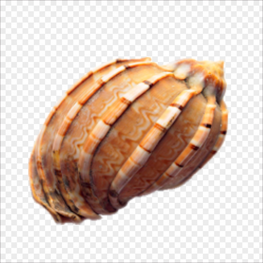 Conch Seashell Euclidean Vector PNG