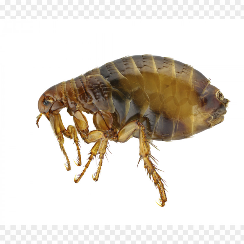 Flea Insect Human Pest Dog PNG