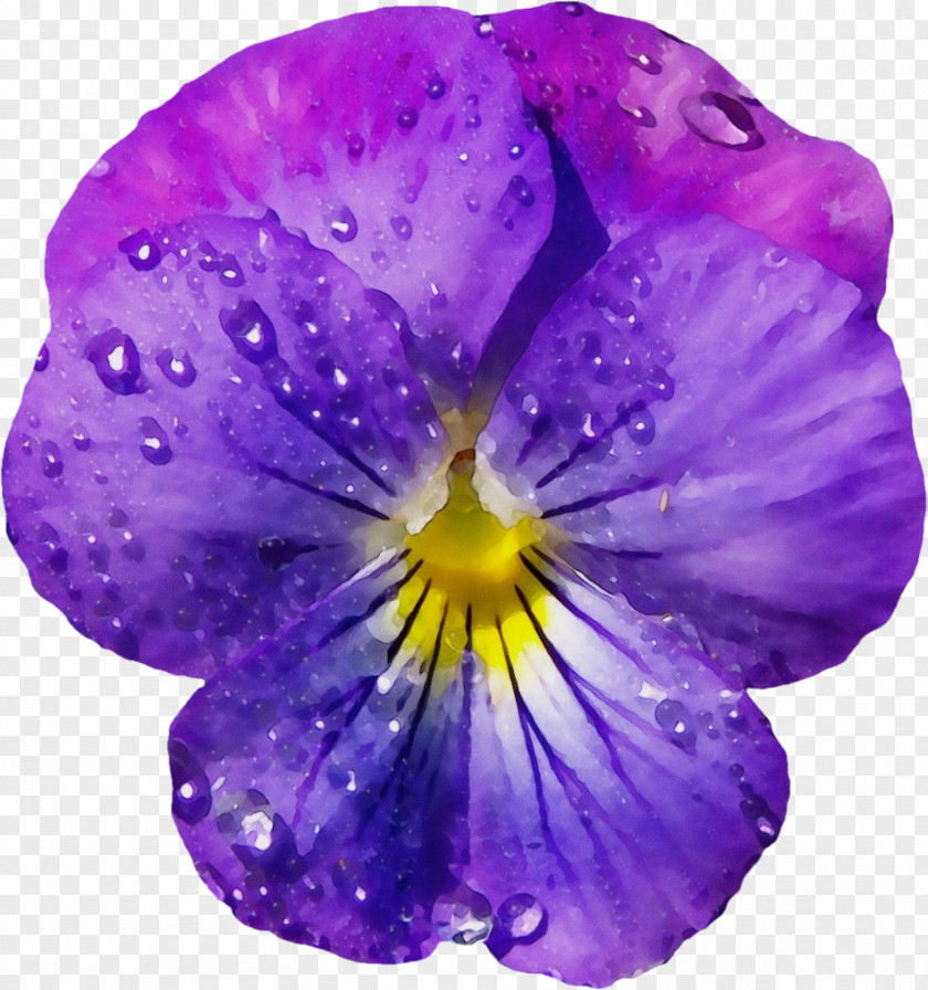 Geranium Magenta Purple Watercolor Flower PNG