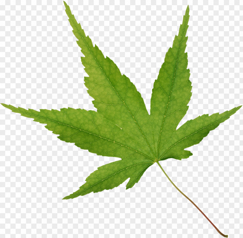 Leaf Maple Tree PNG