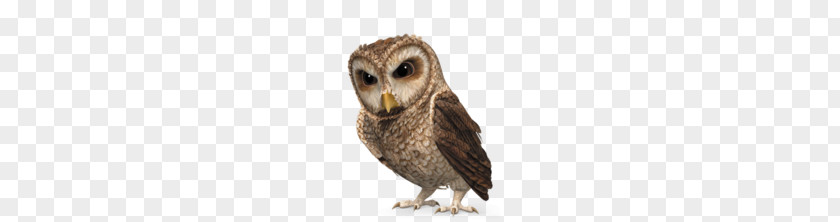 Owls PNG clipart PNG