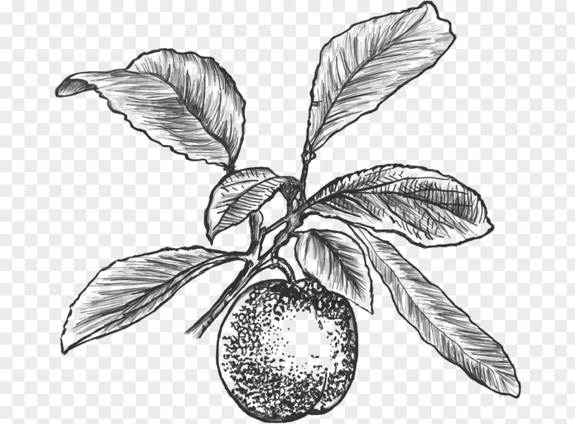 Plum Fruit Common Agen Drawing PNG